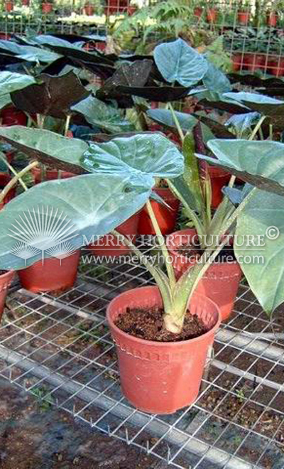 Alocasia wentii2